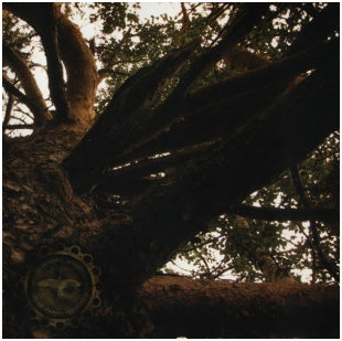 Кобь - "Давьныѣ Покровы Рипѣискыихъ Дрѣвочащь = The Ancient Shroud Of Primeval Ural Woods"